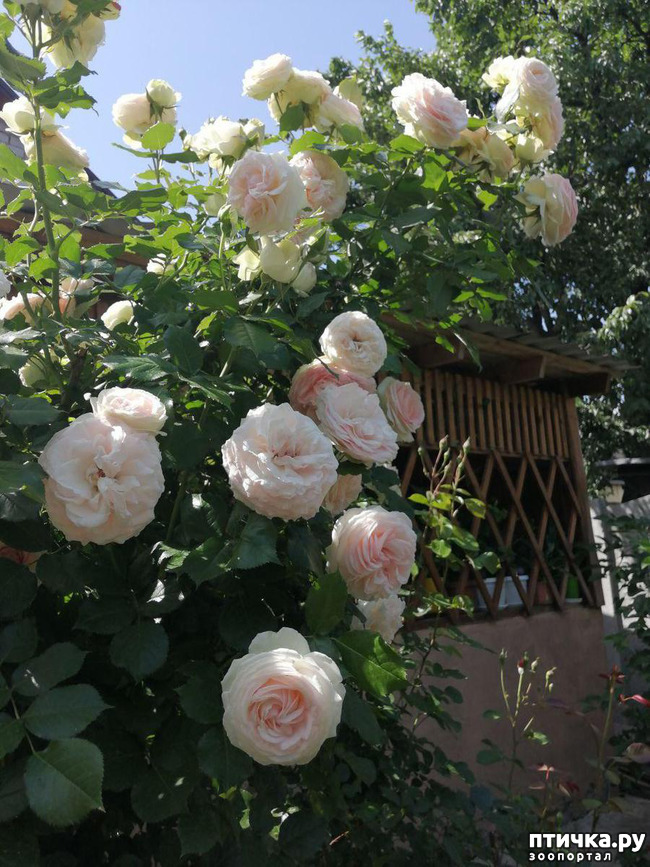 ���� 9: ��� ���������