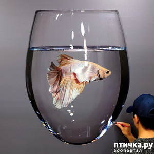 ����: ����������������� ������� �������������� ��������� ���-���� ����