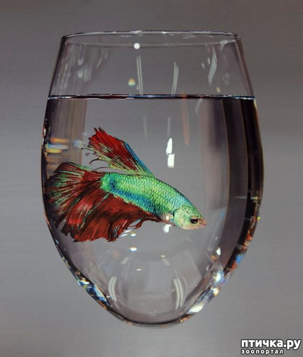 ���� 8: ����������������� ������� �������������� ��������� ���-���� ����