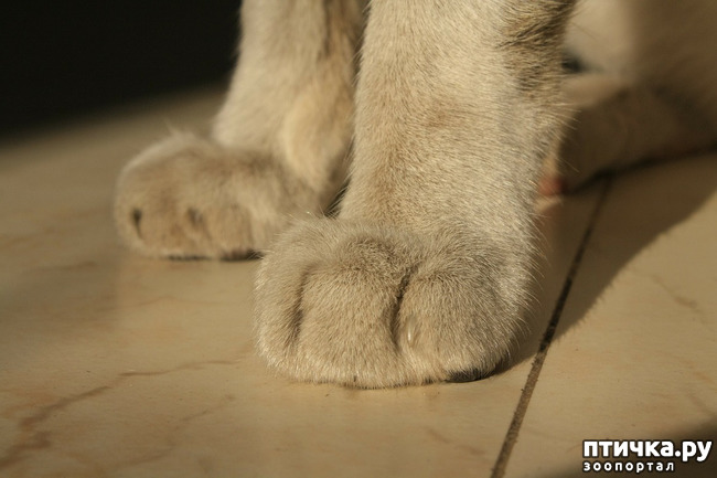 фото 5: Секреты кошачьих лапок
