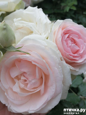 ����: �������, � ����� � ��� � �������.