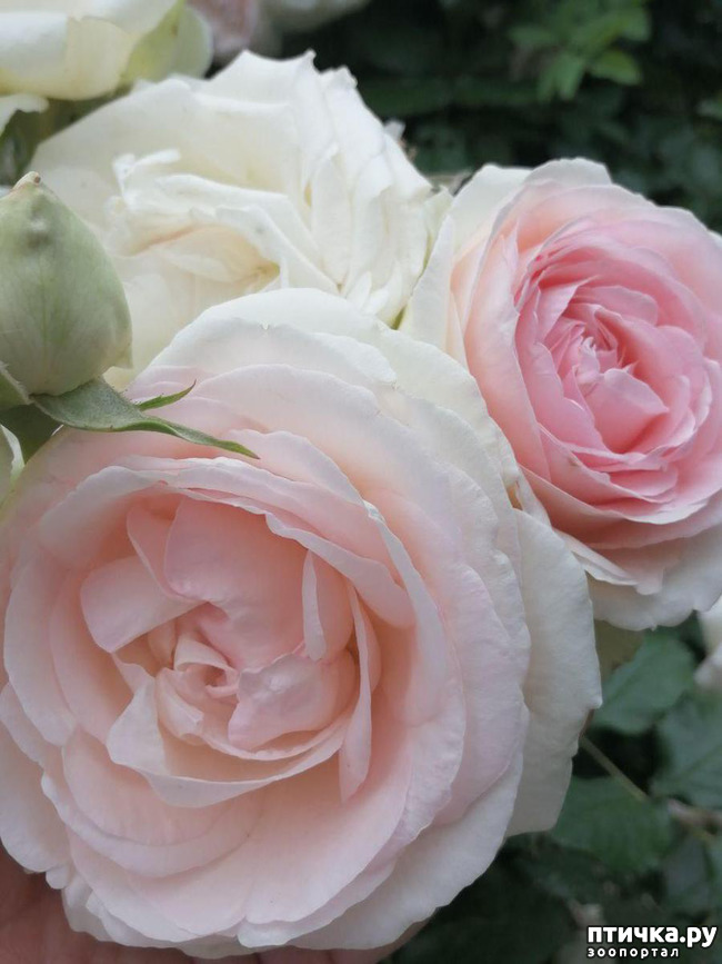 ���� 1: �������, � ����� � ��� � �������.