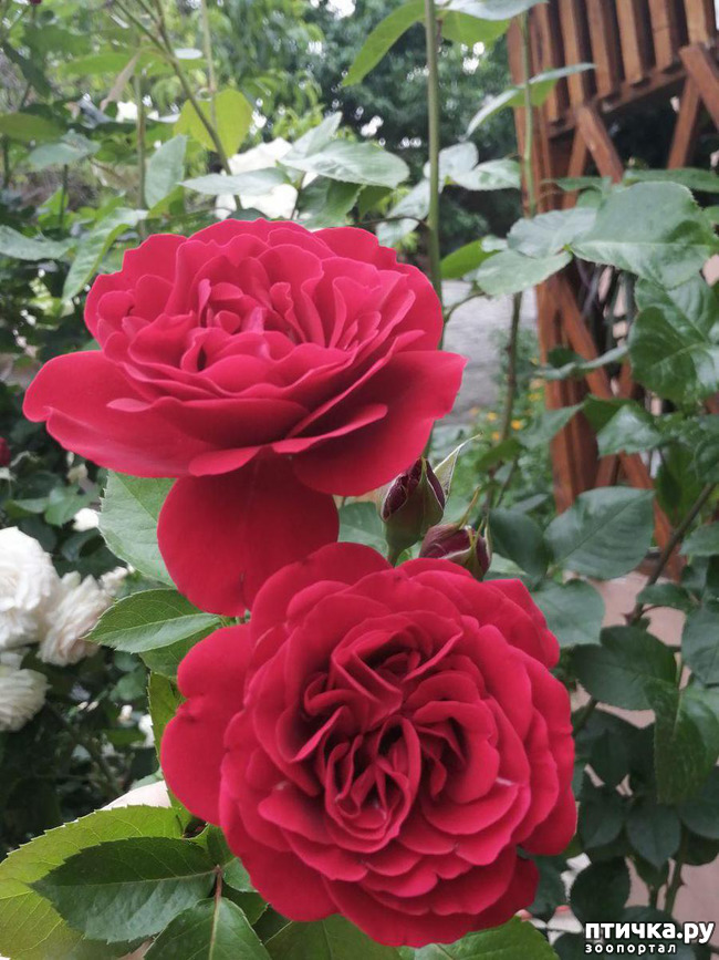 ���� 4: �������, � ����� � ��� � �������.