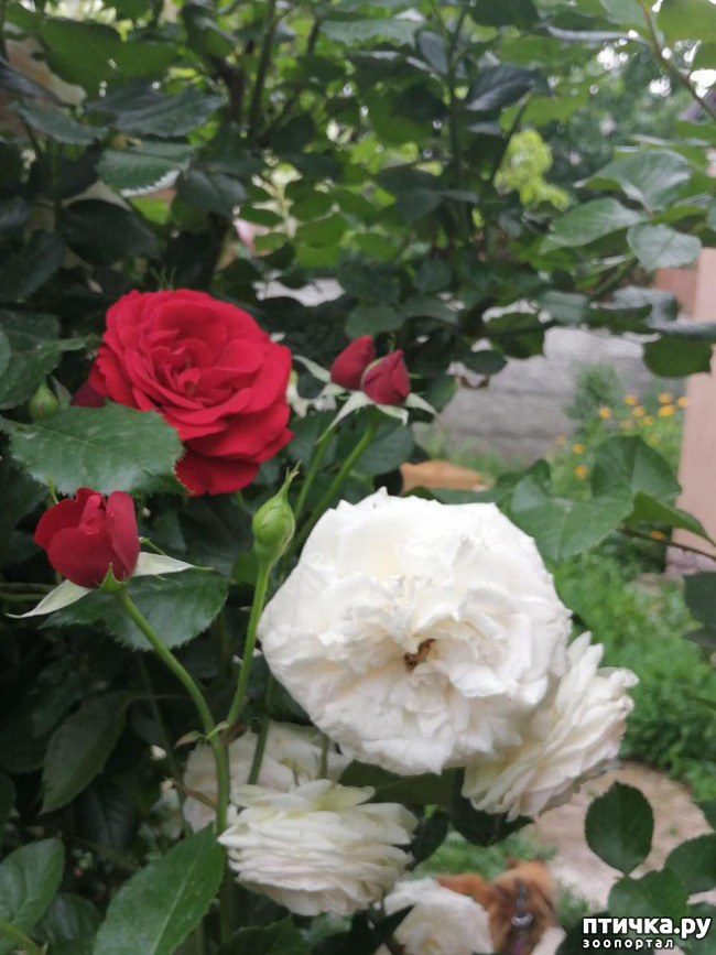 ���� 6: �������, � ����� � ��� � �������.