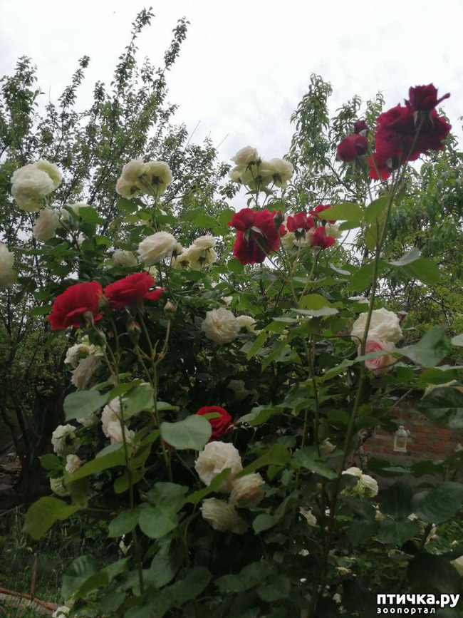 ���� 7: �������, � ����� � ��� � �������.