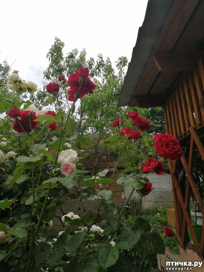 ���� 9: �������, � ����� � ��� � �������.