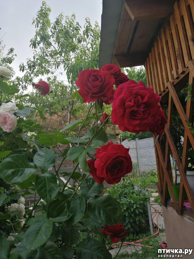 ���� 11: �������, � ����� � ��� � �������.