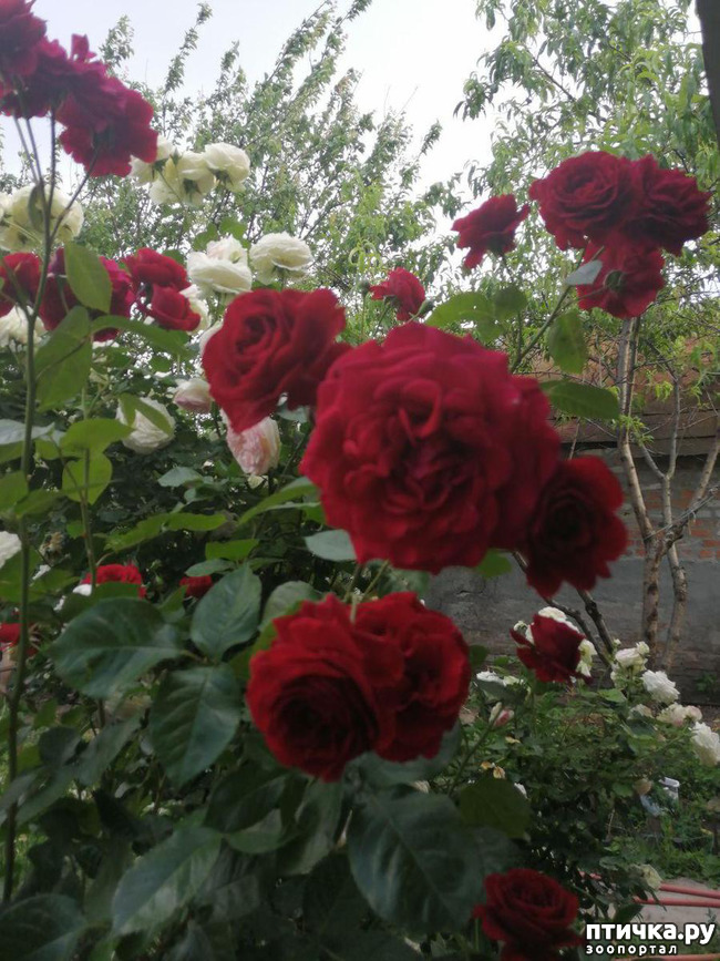 ���� 13: �������, � ����� � ��� � �������.