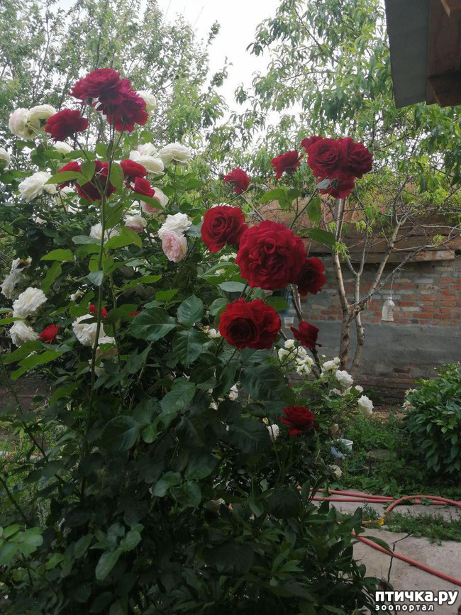 ���� 15: �������, � ����� � ��� � �������.