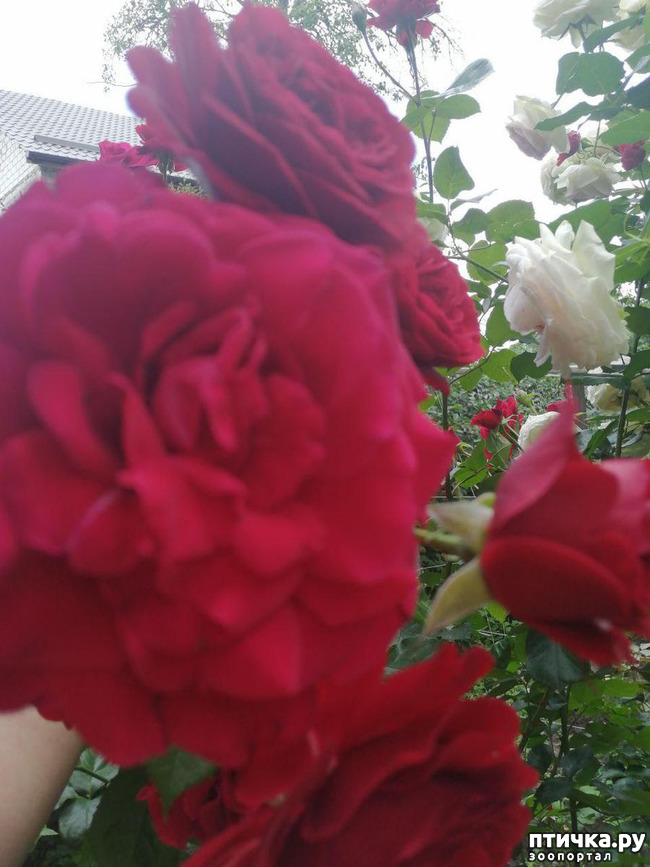 ���� 16: �������, � ����� � ��� � �������.