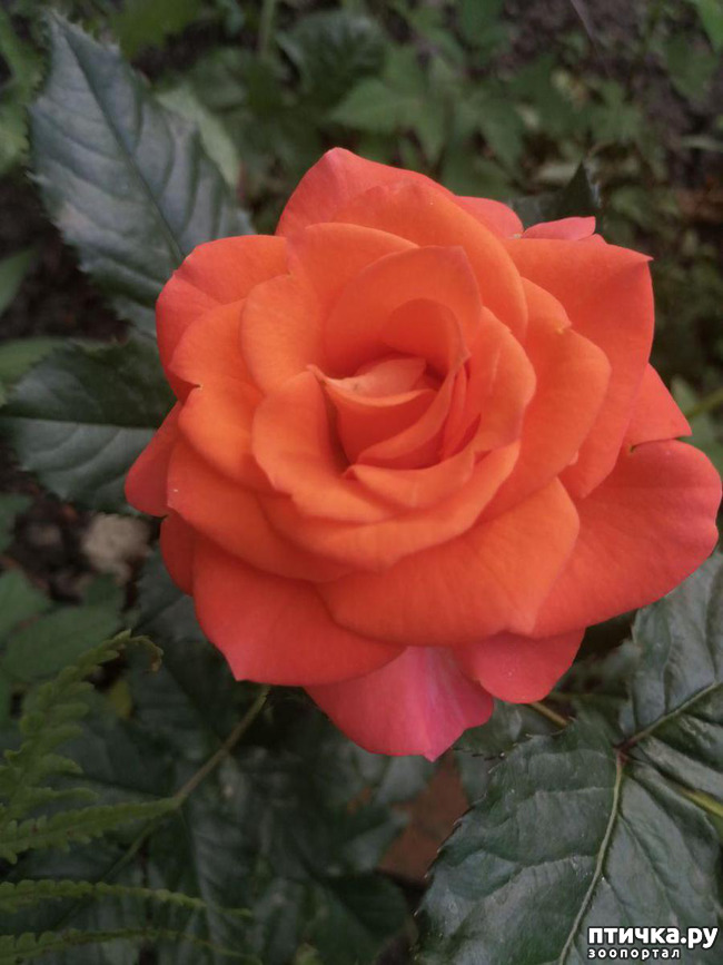 ���� 18: �������, � ����� � ��� � �������.