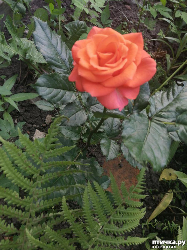 ���� 19: �������, � ����� � ��� � �������.