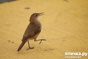 ����: �������� �����������. ����� ������� ������ ����� ��������