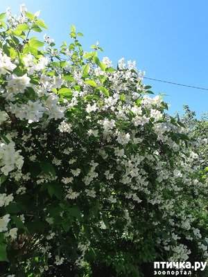 ����: ��� �������, �� �������