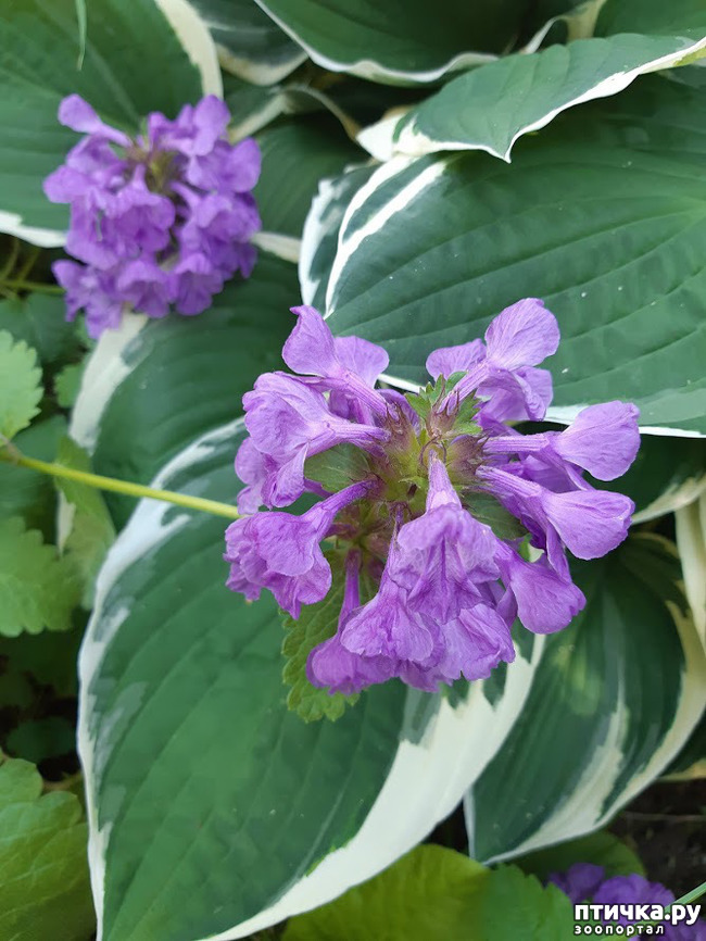 ���� 4: ��� �������, �� �������