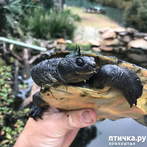 фото: Черепаха реки Мэри