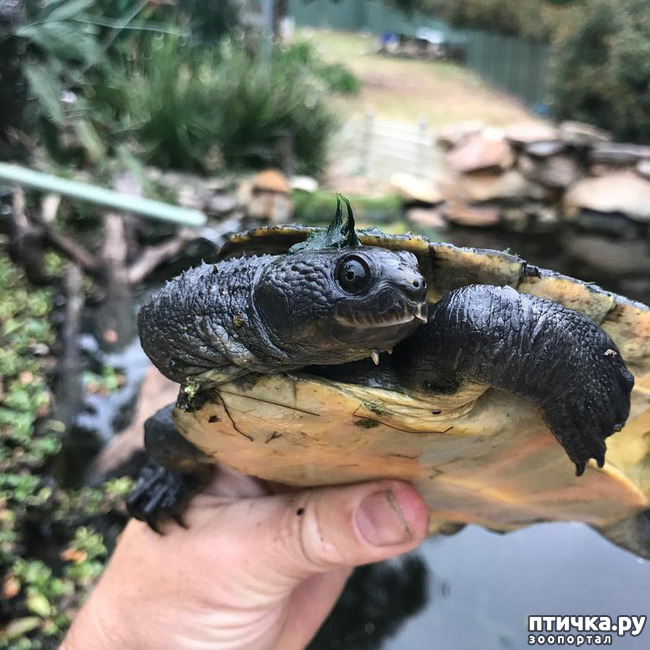 фото 1: Черепаха реки Мэри