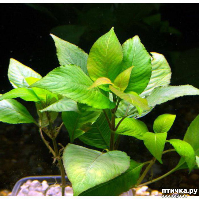 фото 2: Нужны ли живые растения в аквариуме?