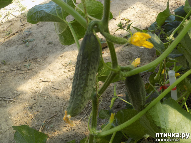 ���� 4: ���� - ��� ��������� �����.