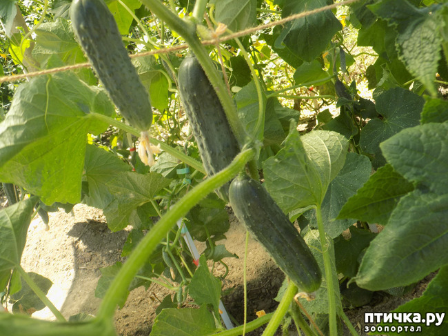 ���� 5: ���� - ��� ��������� �����.