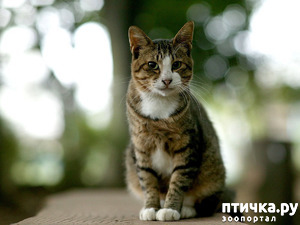 ����: ����� �� ����� ���� ������. �������� ���������