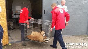 ����: �������? ������� ��������?