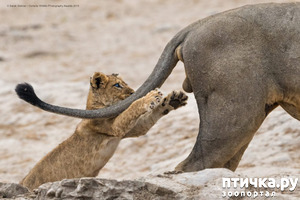 ����: 40 ����� ������