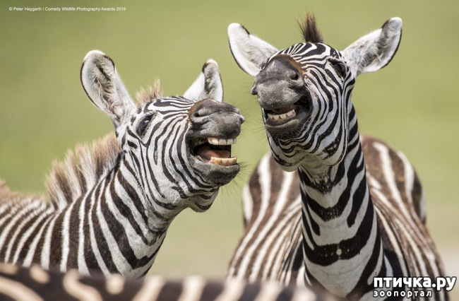 ���� 6: 40 ����� ������