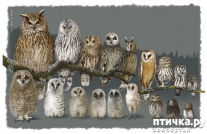 ����: �������. �����������. ������ �����.