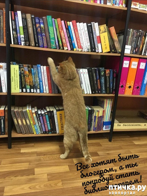 ����: ������������ �������