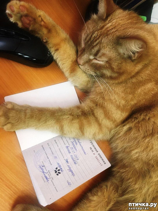 ���� 4: ������������ �������