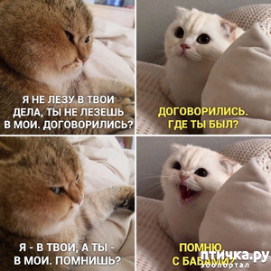 ����: ������� �����