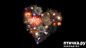 ����: Viva ������!