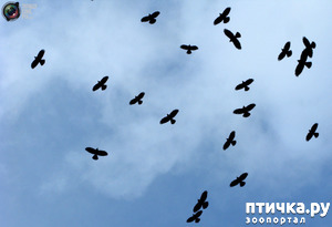 ����: ������ (����� 7)��������������. ����� ���������