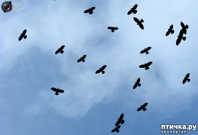 ���� 1: ������ (����� 7)��������������. ����� ���������