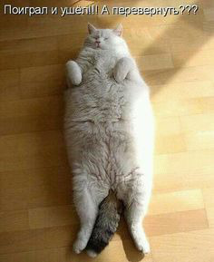 ���� 4: �����������