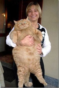 ���� 8: �����������