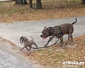 ����: ��� �������� ���������� )