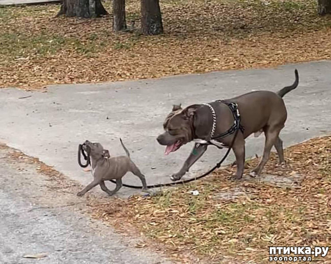 ���� 1: ��� �������� ���������� )