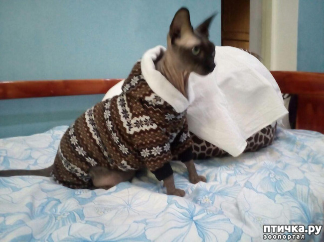 ���� 4: ����������� �� ����������� � ������.