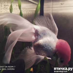 ����: �������� �������: �������-���� 2020. ���� ���������.