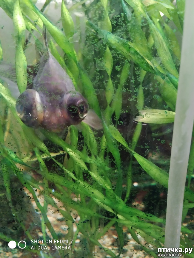 ���� 3: �������� �������: �������-���� 2020. ���� ���������.