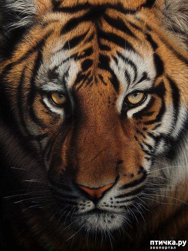 ���� 13: �������� �������