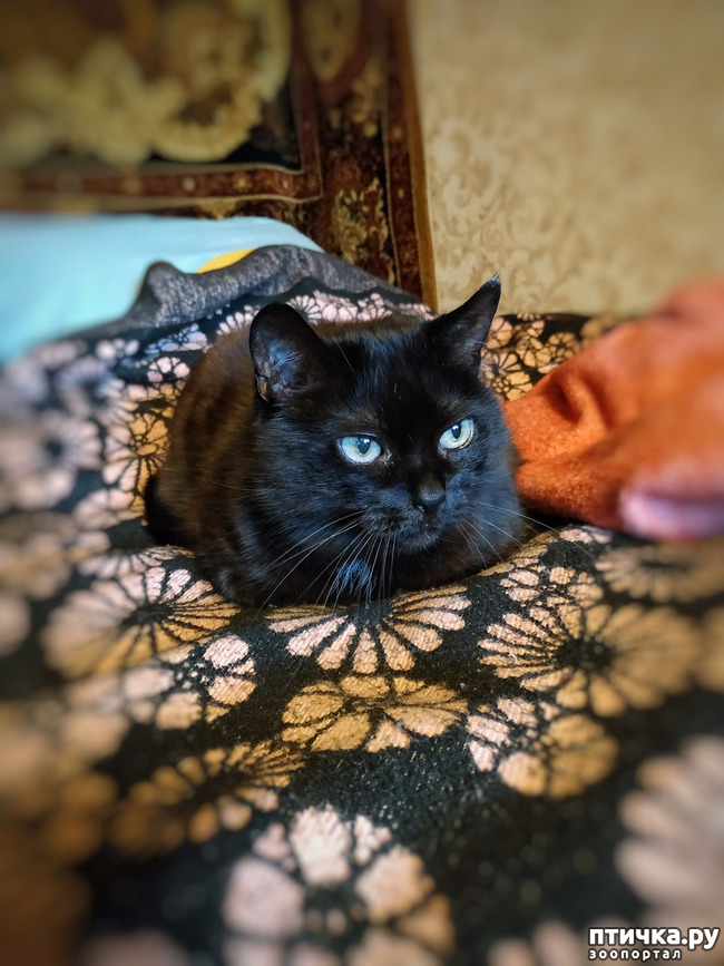фото 1: Котя - добренький 