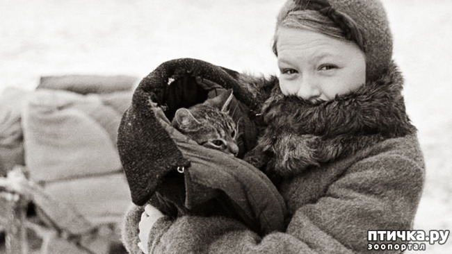 фото 3: Коты в блокадном Ленинграде