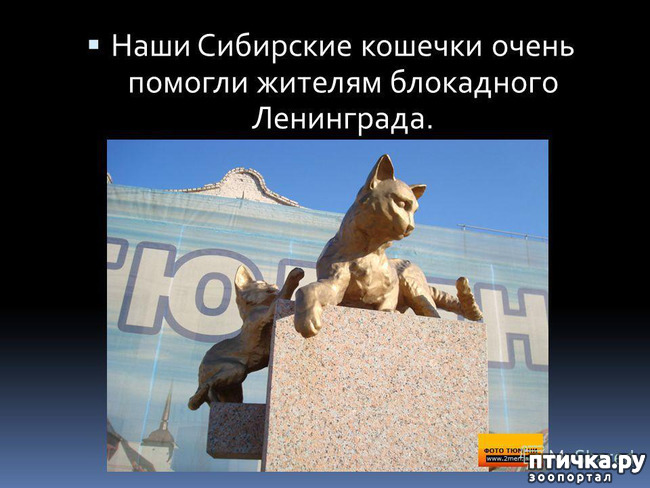 фото 6: Коты в блокадном Ленинграде