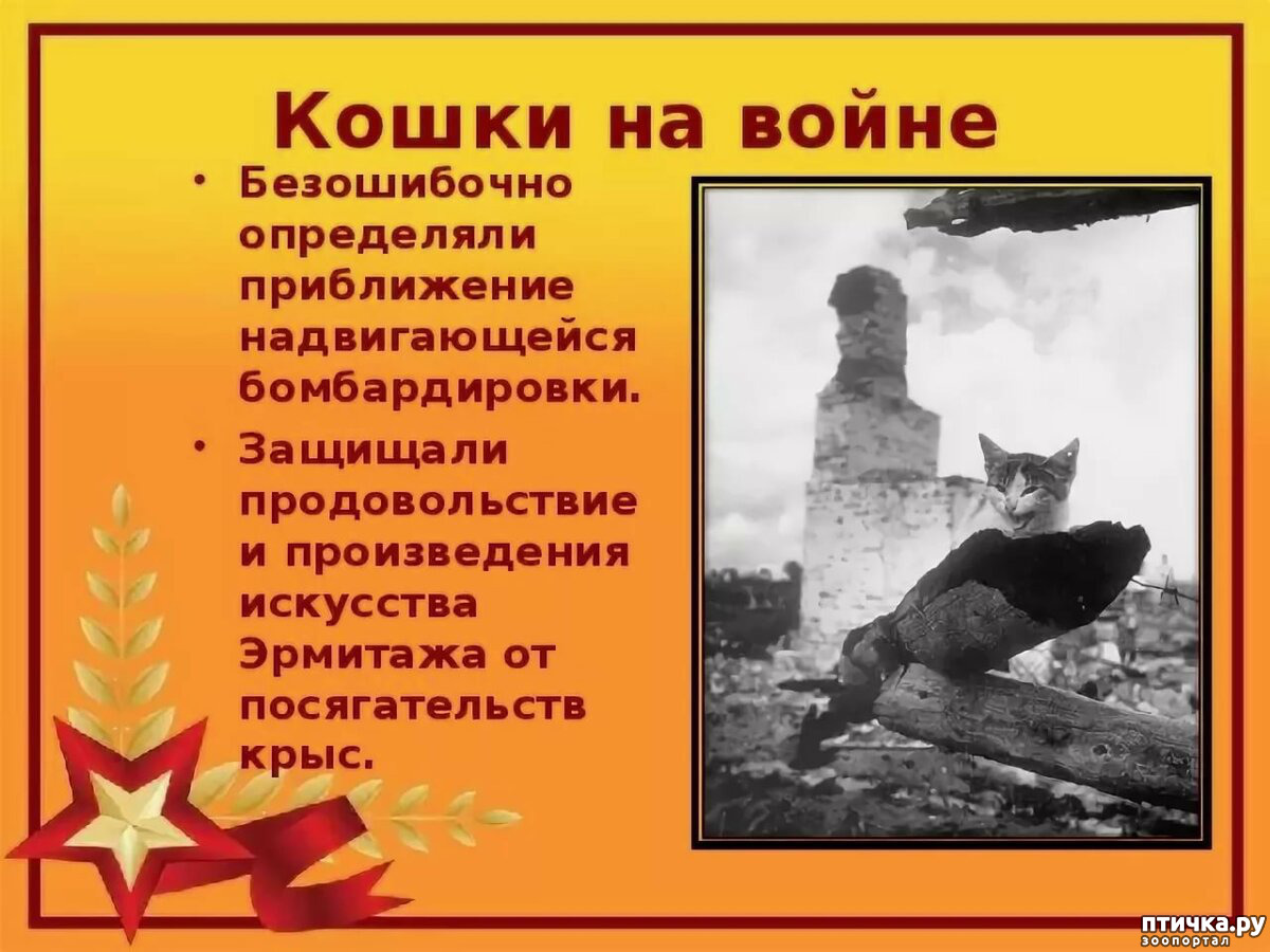 Кот 9 мая картинки