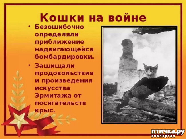 фото 7: Коты в блокадном Ленинграде