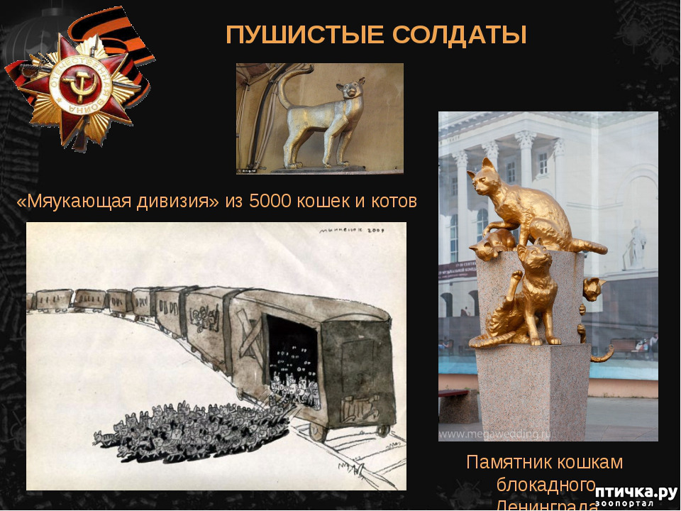 Коты блокадного ленинграда презентация