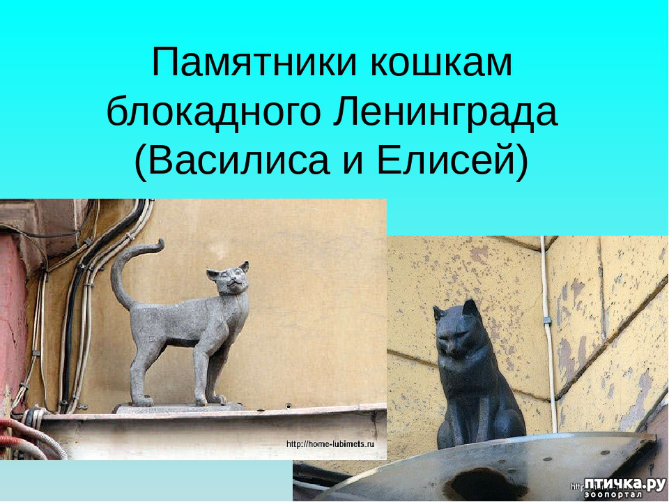 Коты блокадного ленинграда презентация